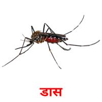 डास picture flashcards