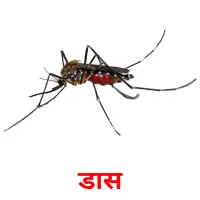 डास picture flashcards