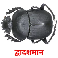 द्वादशमान picture flashcards