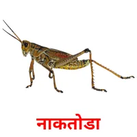 नाकतोडा picture flashcards