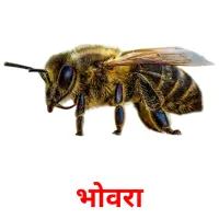 भोवरा picture flashcards