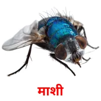 माशी picture flashcards