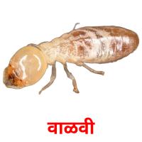 वाळवी picture flashcards