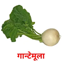 गान्टेमूला picture flashcards