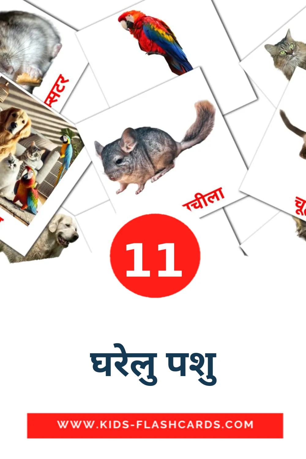 11 carte illustrate di घरेलु पशु per la scuola materna in hindi