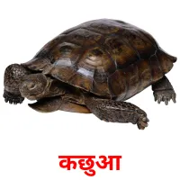 कछुआ flashcards illustrate