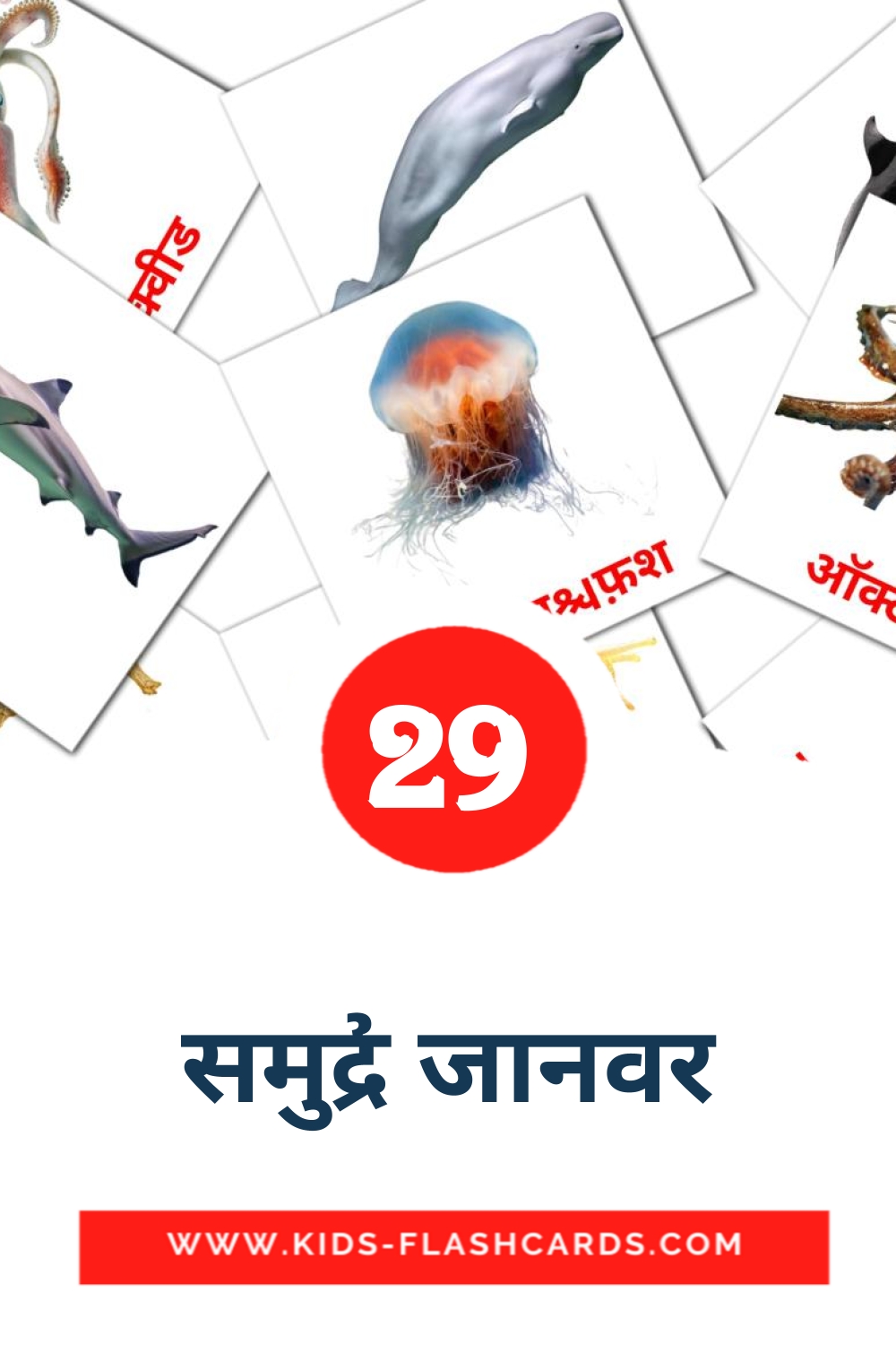 29 समुद्री जानवर Picture Cards for Kindergarden in hindi
