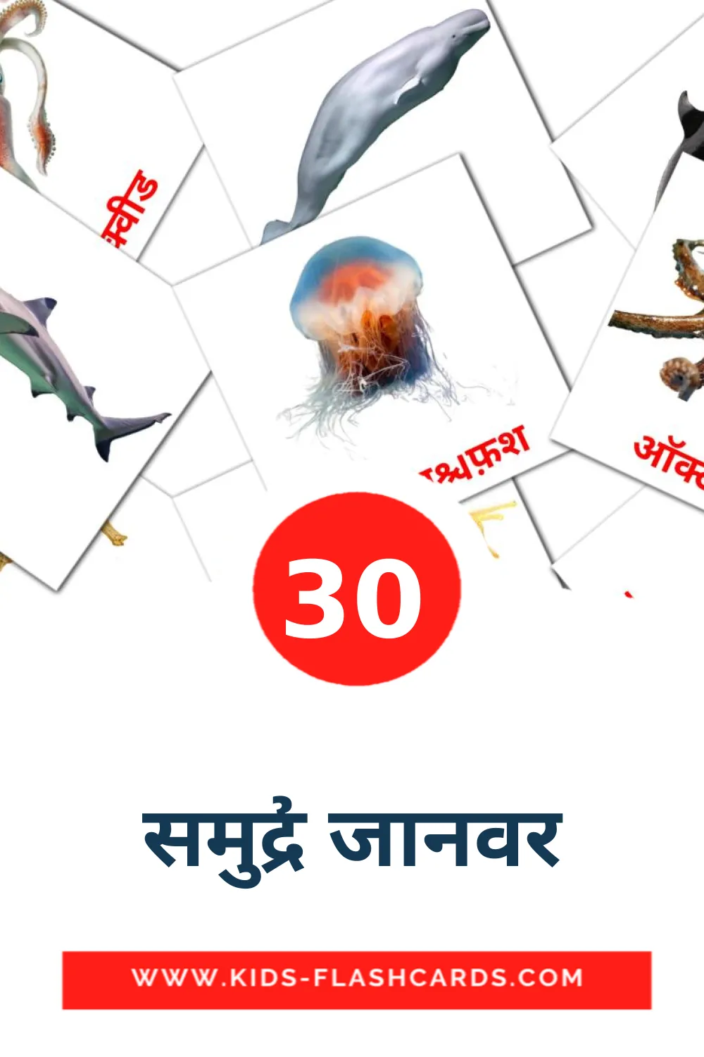 30 समुद्री जानवर Picture Cards for Kindergarden in hindi