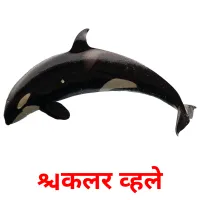 किलर व्हले picture flashcards