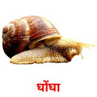 घोंघा picture flashcards