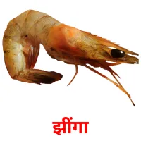 झींगा picture flashcards