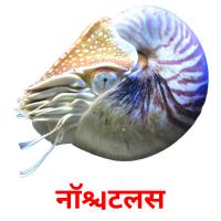 नॉटिलस picture flashcards