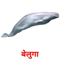 बेलुगा picture flashcards