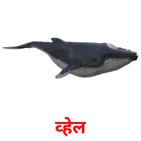 व्हेल picture flashcards