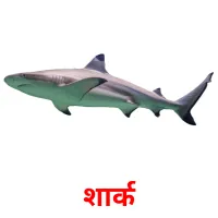 शार्क picture flashcards