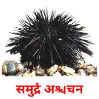 समुद्री अर्चिन picture flashcards