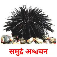 समुद्री अर्चिन picture flashcards