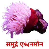 समुद्री एनिमोन picture flashcards