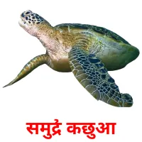 समुद्री कछुआ picture flashcards