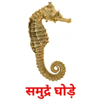 समुद्री घोड़े picture flashcards