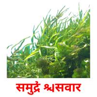 समुद्री सिवार picture flashcards