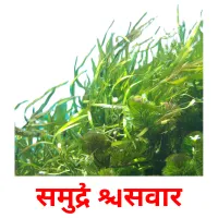 समुद्री सिवार picture flashcards