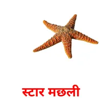 स्टार मछली picture flashcards