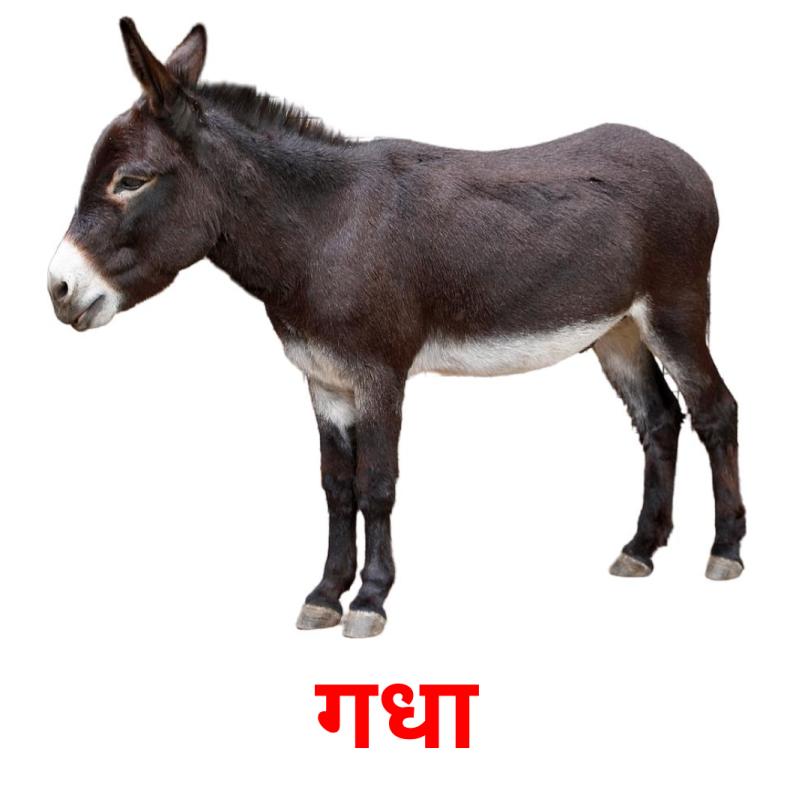 गधा picture flashcards
