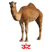 ऊंट picture flashcards