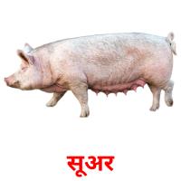 सूअर picture flashcards