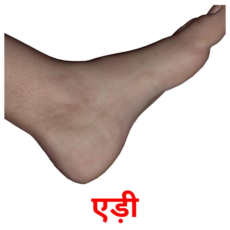 एड़ी picture flashcards