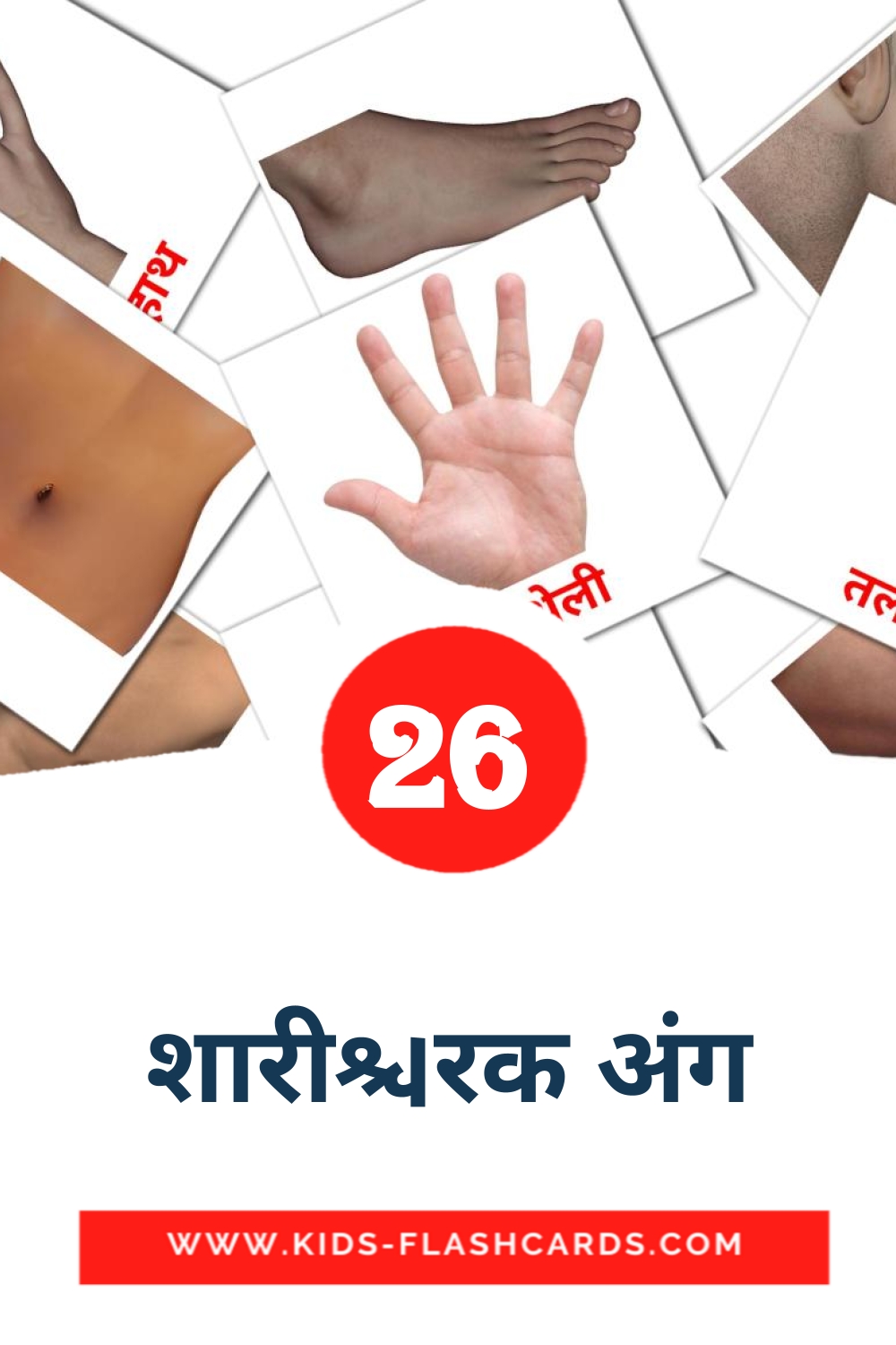 26 शारीरिक अंग Picture Cards for Kindergarden in hindi