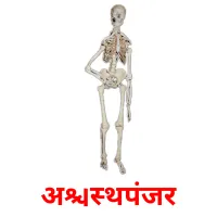 अस्थिपंजर flashcards illustrate