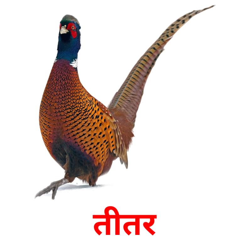 तीतर picture flashcards