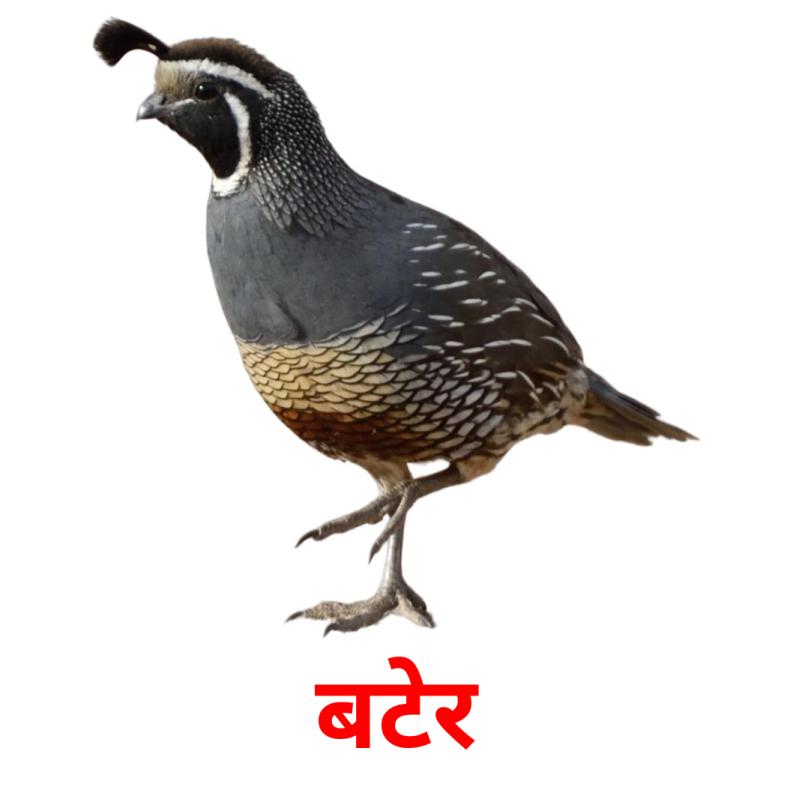 बटेर picture flashcards