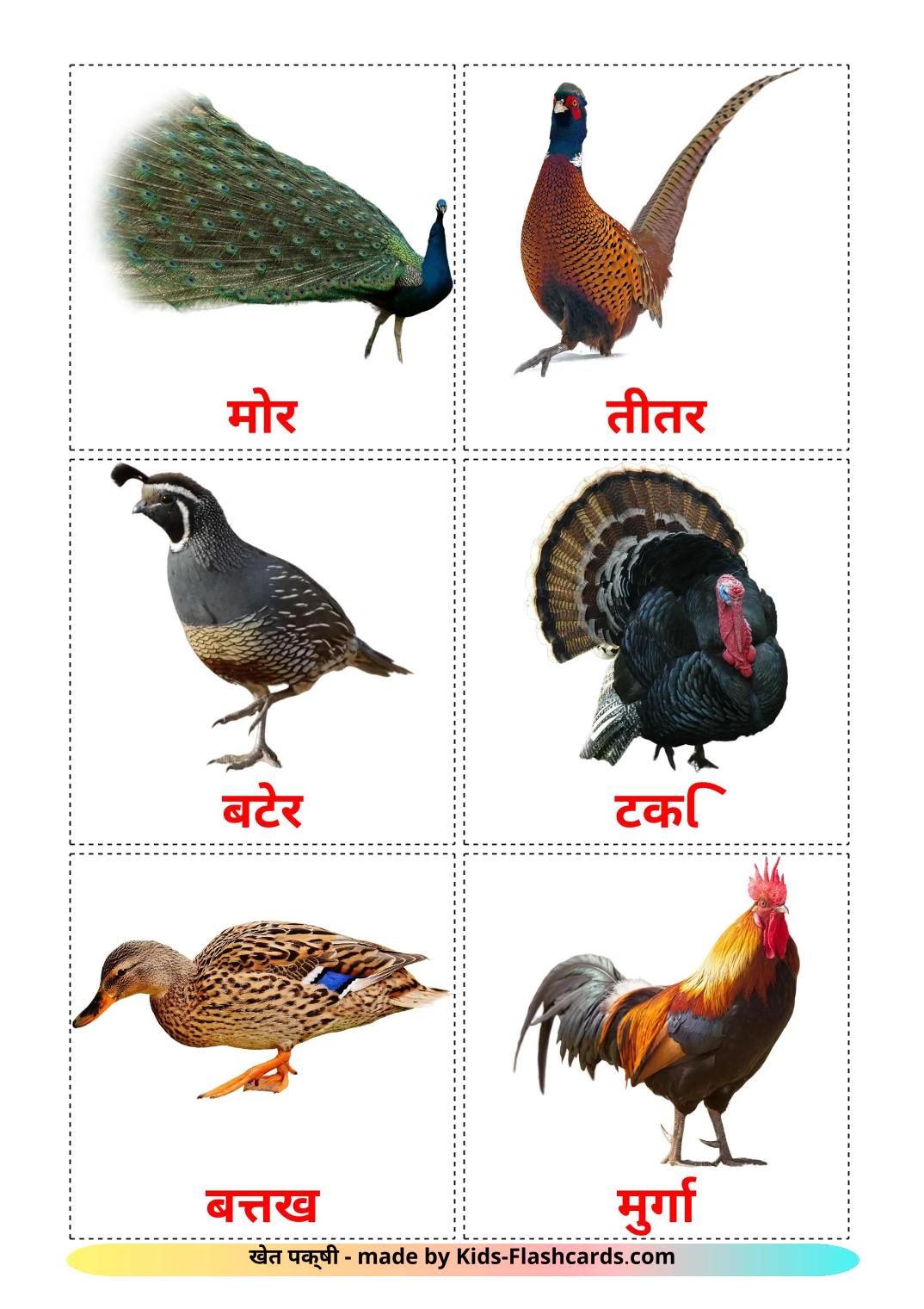 Farm birds - 12 Free Printable hindi Flashcards 