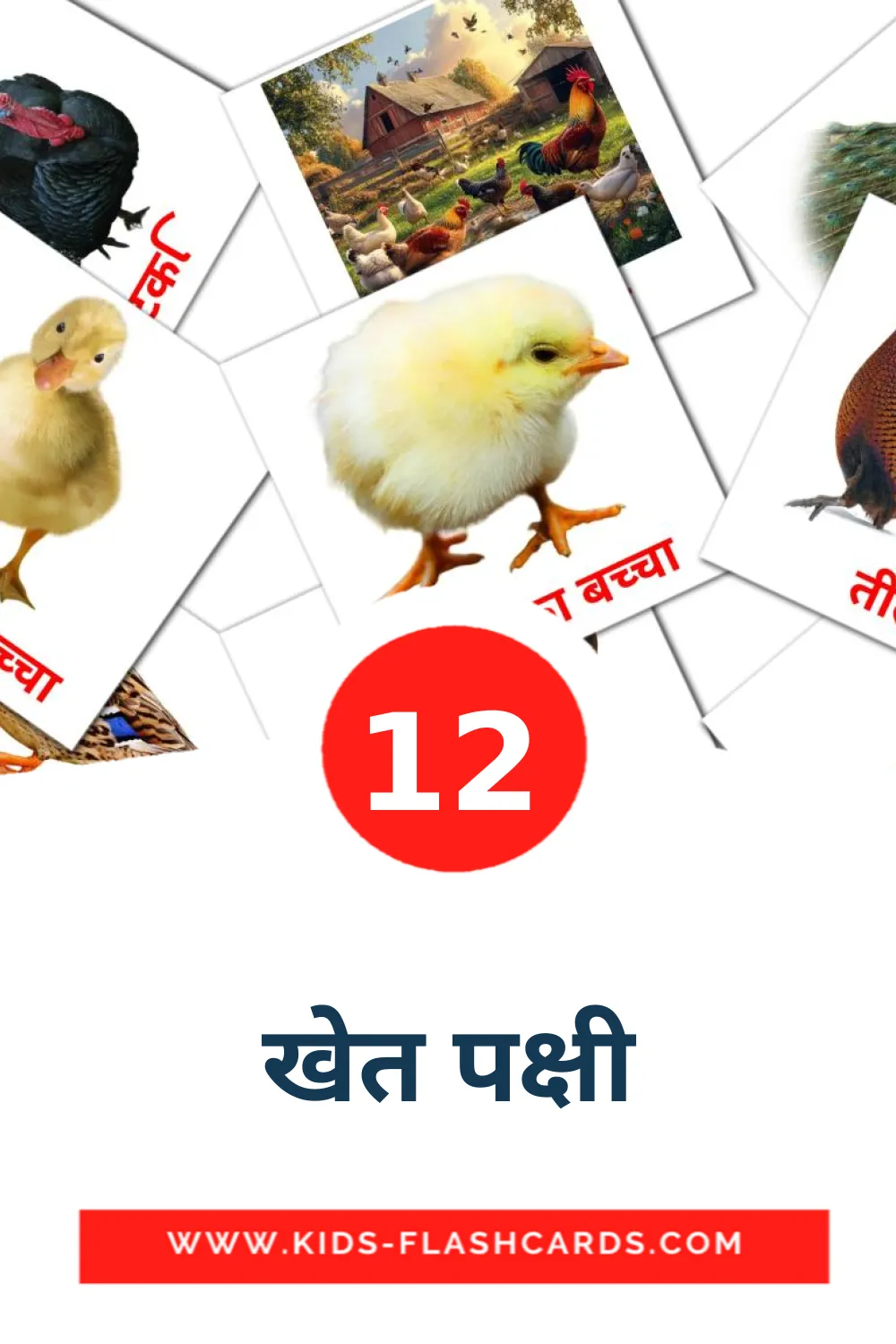 12 खेत पक्षी Picture Cards for Kindergarden in hindi