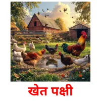 खेत पक्षी picture flashcards