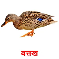 बत्तख picture flashcards