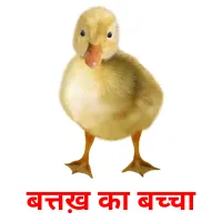 बत्तख़ का बच्चा picture flashcards