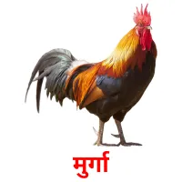 मुर्गा picture flashcards