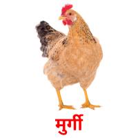 मुर्गी picture flashcards