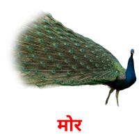 मोर picture flashcards