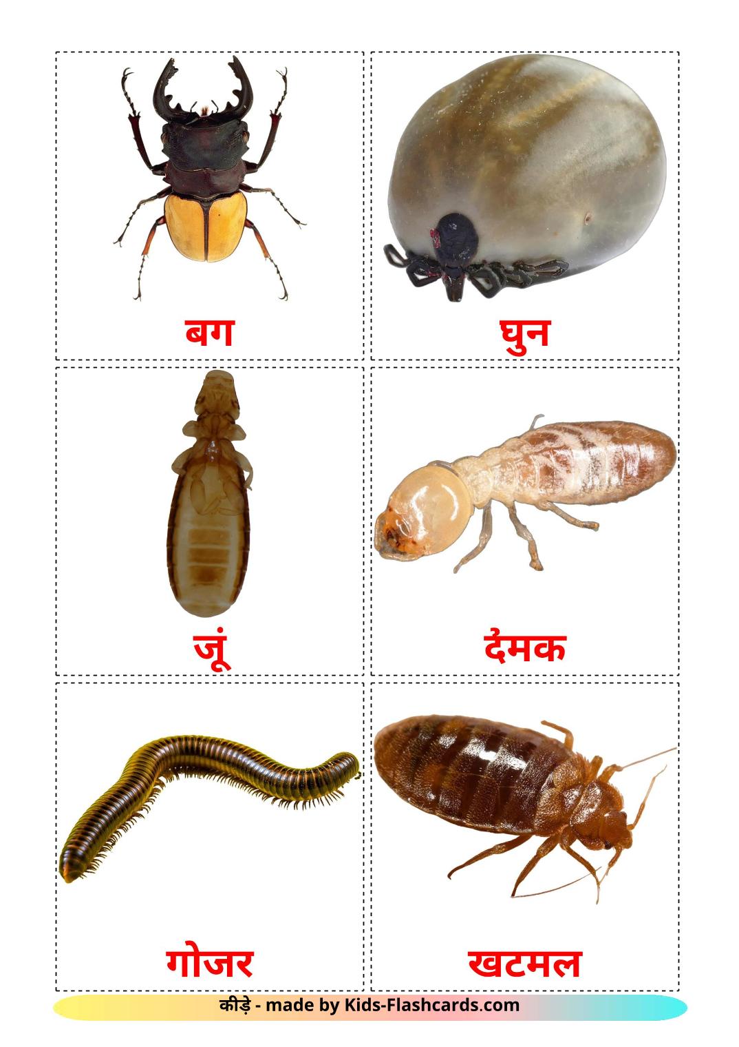 Insectos - 23 fichas de hindi para imprimir gratis 