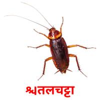तिलचट्टा picture flashcards