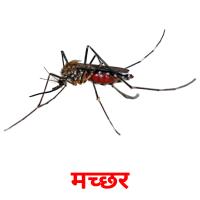 मच्छर card for translate