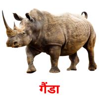 गैंडा picture flashcards