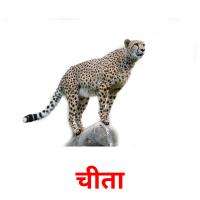 चीता picture flashcards