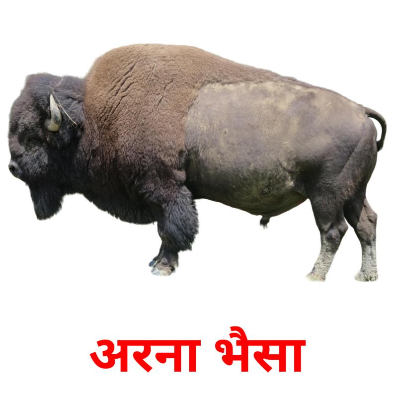 अरना भैसा picture flashcards