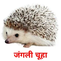 जंगली चूहा ansichtkaarten